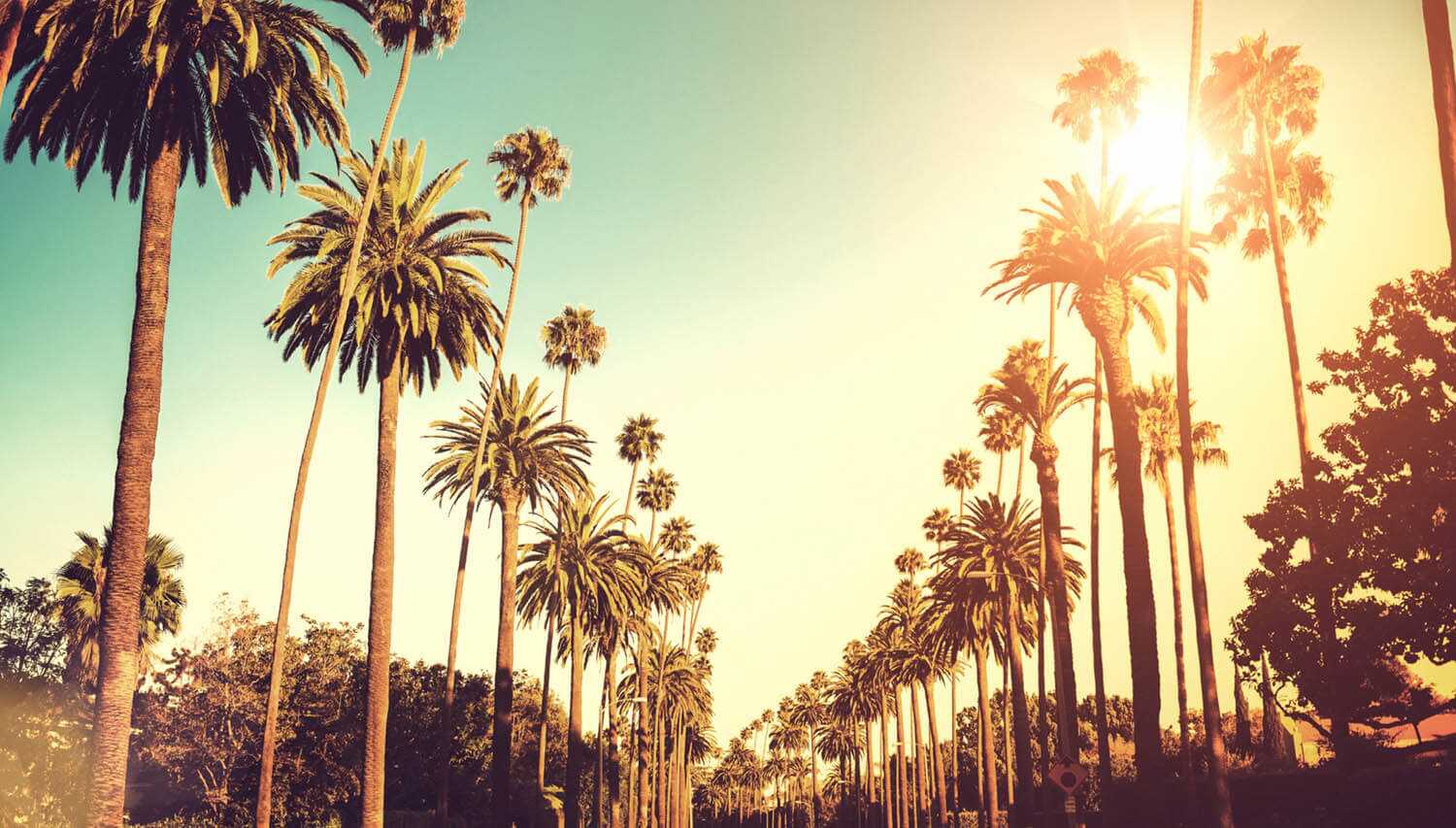 Los Angeles limo tours: Palm trees